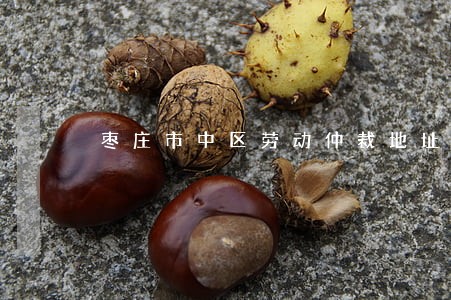 枣庄市中区劳动仲裁地址