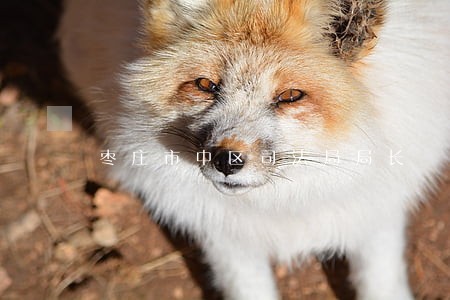 枣庄市中区司法局局长 枣庄市中区司法局局长