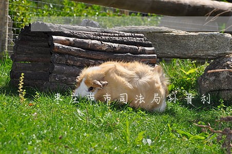 枣庄市市司法局孙晋利 枣庄市市司法局孙晋利