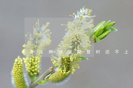 枣庄网贷逾期暂时还不上怎么办 枣庄网贷逾期暂时还不上怎么办