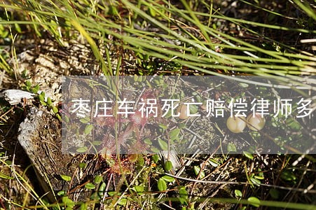 枣庄车祸死亡赔偿律师多少钱 枣庄车祸死亡赔偿律师多少钱