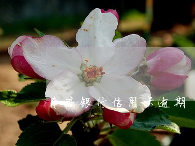 枣庄银行信用卡逾期 枣庄银行信用卡逾期