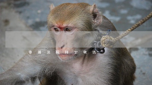 枣强法院科室电话
