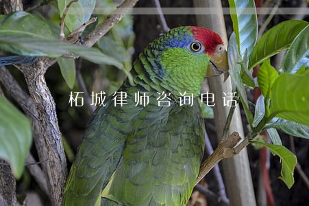 柘城律师咨询电话 柘城律师咨询电话