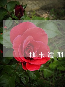 柚卡逾期有什么后果 柚卡逾期有什么后果
