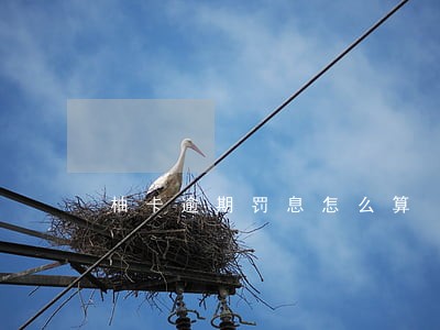 柚卡逾期罚息怎么算 柚卡逾期罚息怎么算