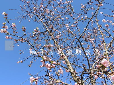 柚子信用逾期会怎样 柚子信用逾期会怎样