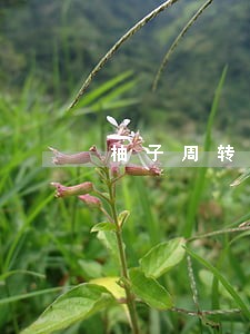 柚子周转逾期没联系 柚子周转逾期没联系