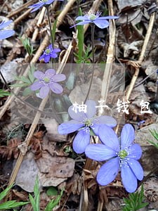 柚子钱包逾期上征信吗 柚子钱包逾期上征信吗