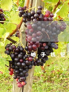 柚子钱包逾期会怎样 柚子钱包逾期会怎样