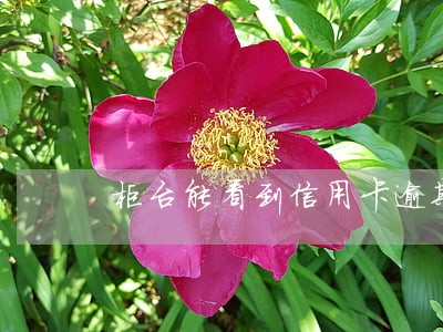 柜台能看到信用卡逾期嘛 柜台能看到信用卡逾期嘛