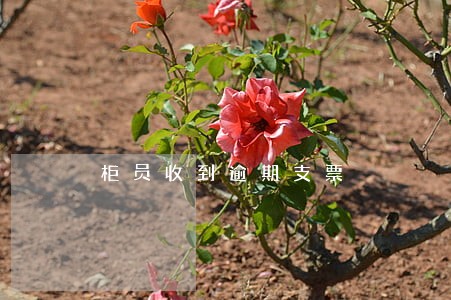 柜员收到逾期支票 柜员收到逾期支票