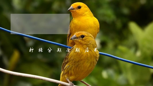 柠檬分期逾期后果