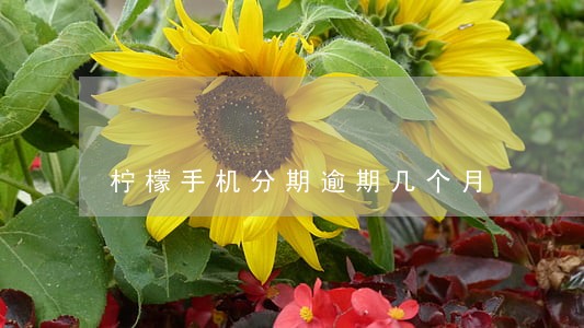 柠檬手机分期逾期几个月 柠檬手机分期逾期几个月