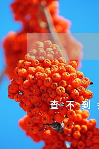 查不到执业证号的律师是律师吗 查不到执业证号的律师是律师吗