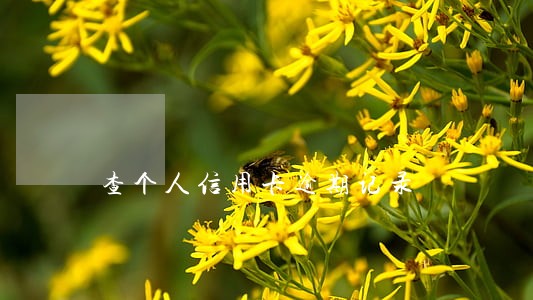 查个人信用卡逾期记录