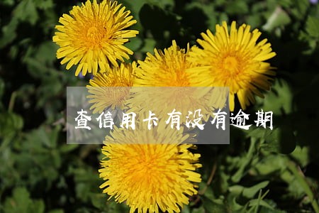查信用卡有没有逾期