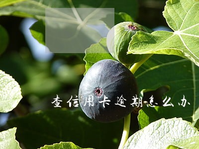 查信用卡逾期怎么办 查信用卡逾期怎么办
