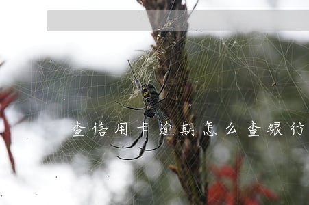 查信用卡逾期怎么查银行
