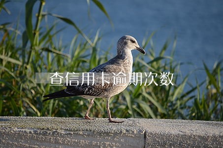 查信用卡逾期次数 查信用卡逾期次数