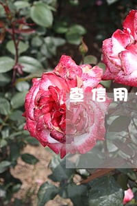 查信用卡逾期被起诉 查信用卡逾期被起诉