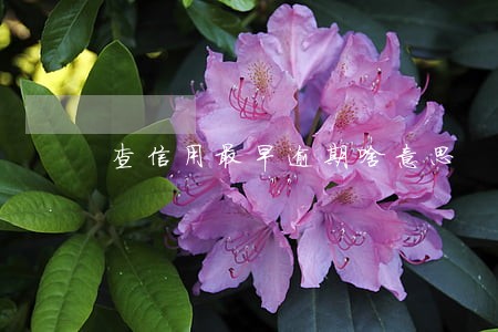 查信用最早逾期啥意思 查信用最早逾期啥意思