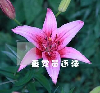 查党员违法 查党员违法