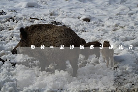 查处5起涉嫌酒驾违法行为