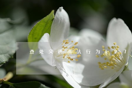 查处交通违法行为197起 查处交通违法行为197起