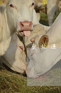 查处违建相关法规依据