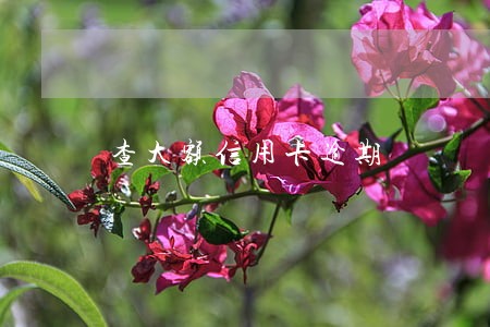 查大额信用卡逾期 查大额信用卡逾期