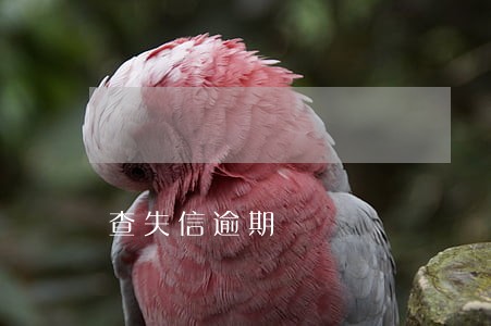 查失信逾期 查失信逾期