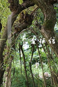 查征信有逾期记录影响买车吗 查征信有逾期记录影响买车吗
