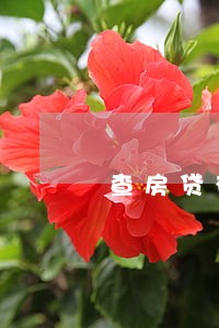 查房贷有没逾期怎么查询 查房贷有没逾期怎么查询