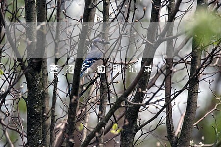 查招行逾期记录 查招行逾期记录