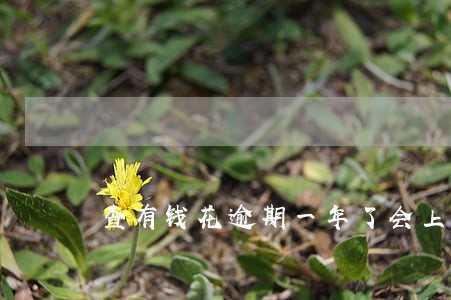 查有钱花逾期一年了会上门讨吗 查有钱花逾期一年了会上门讨吗