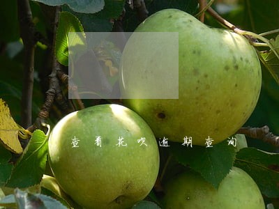 查看花呗逾期查询 查看花呗逾期查询