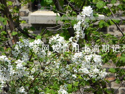 查网贷信用卡逾期记录 查网贷信用卡逾期记录