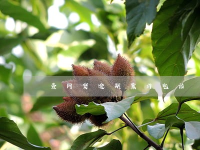 查网贷逾期案件电话