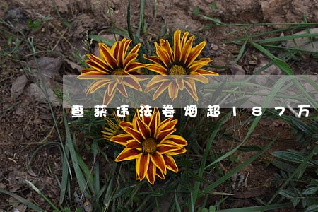 查获违法卷烟超187万 查获违法卷烟超187万