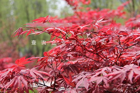 查询企业司法拍卖 查询企业司法拍卖