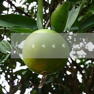 查询信用卡历史逾期金额