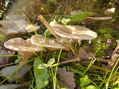 查询信用卡发生逾期时间