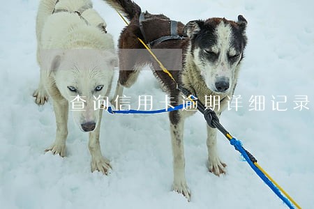 查询信用卡逾期详细记录