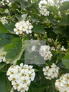 查询出来的还是违法未处理