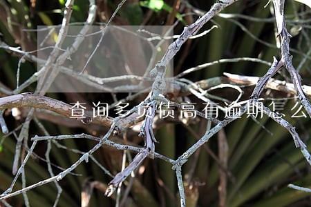 查询多负债高有逾期怎么贷款