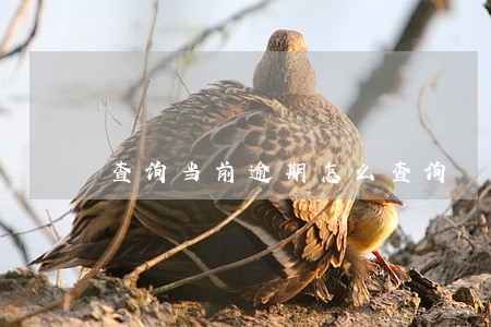 查询当前逾期怎么查询 查询当前逾期怎么查询
