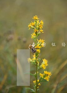 查询征信显示逾期金额吗 查询征信显示逾期金额吗