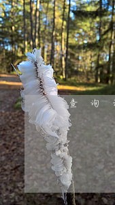 查询无严重违法失信行为 查询无严重违法失信行为