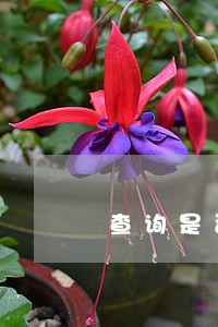 查询是否逾期怎么查询 查询是否逾期怎么查询